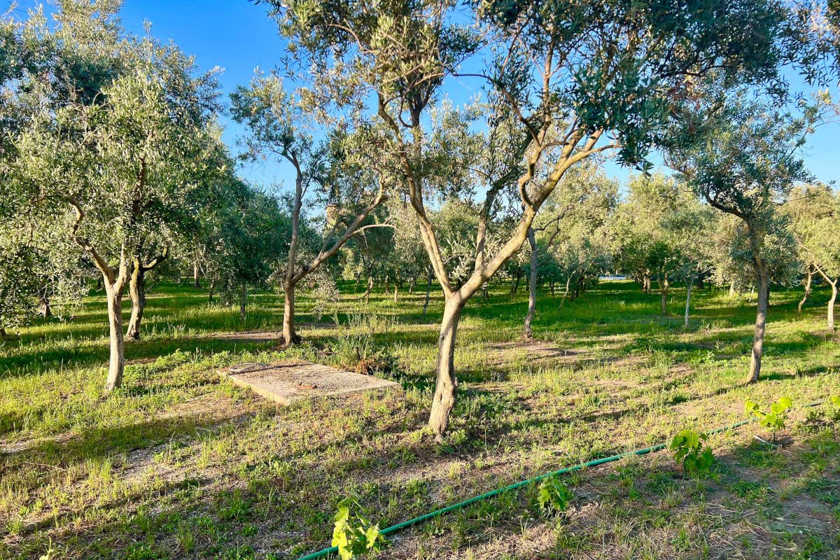 Orto biologico e cucina d'autore: la filosofia circolare della Tenuta Nunziata Orto biologico e cucina d'autore: la filosofia circolare della Tenuta Nunziata