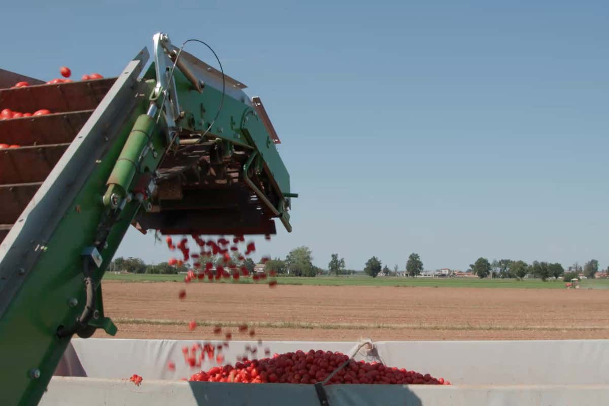 Dai terreni all’ottimizzazione energetica: raccolta del pomodoro più sostenibile (e in crescita)