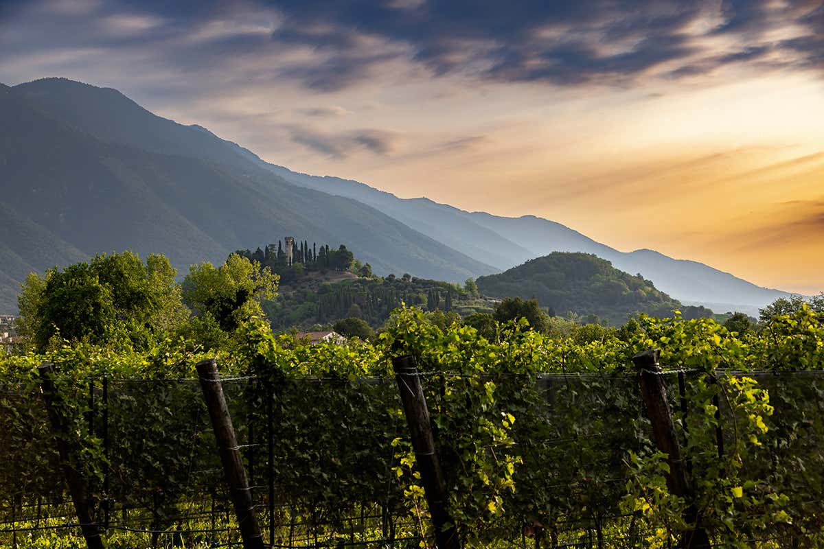 A Natale brinda in modo sostenibile con gli spumanti Piwi di Ca’ da Roman A Natale brinda in modo sostenibile con gli spumanti Piwi di Ca’ da Roman