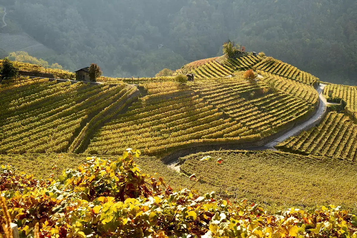 Nuova vita per Cembra, la Cantina di Montagna presenta cinque vini