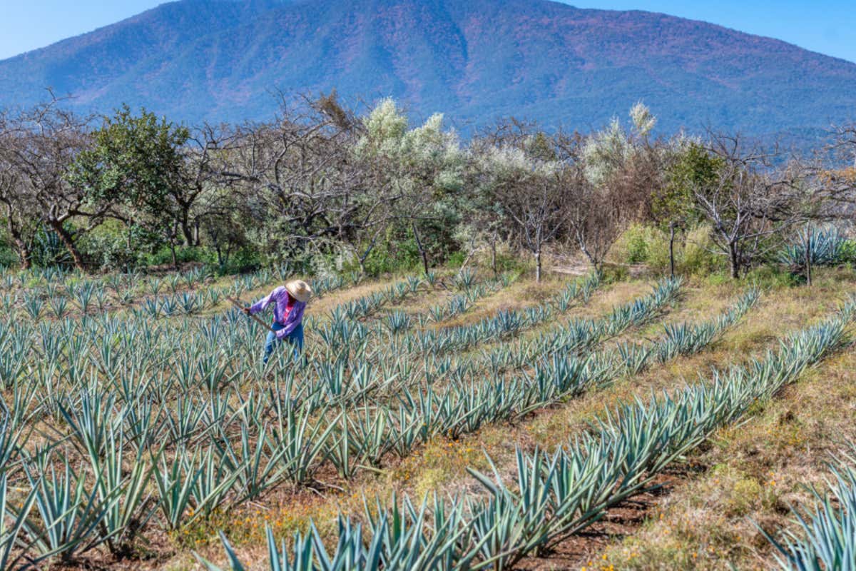 Dal Viche colombiano al Mahua indiano: i distillati emergenti allo Spirits Selection Dal Viche colombiano al Mahua indiano: i distillati emergenti allo Spirits Selection
