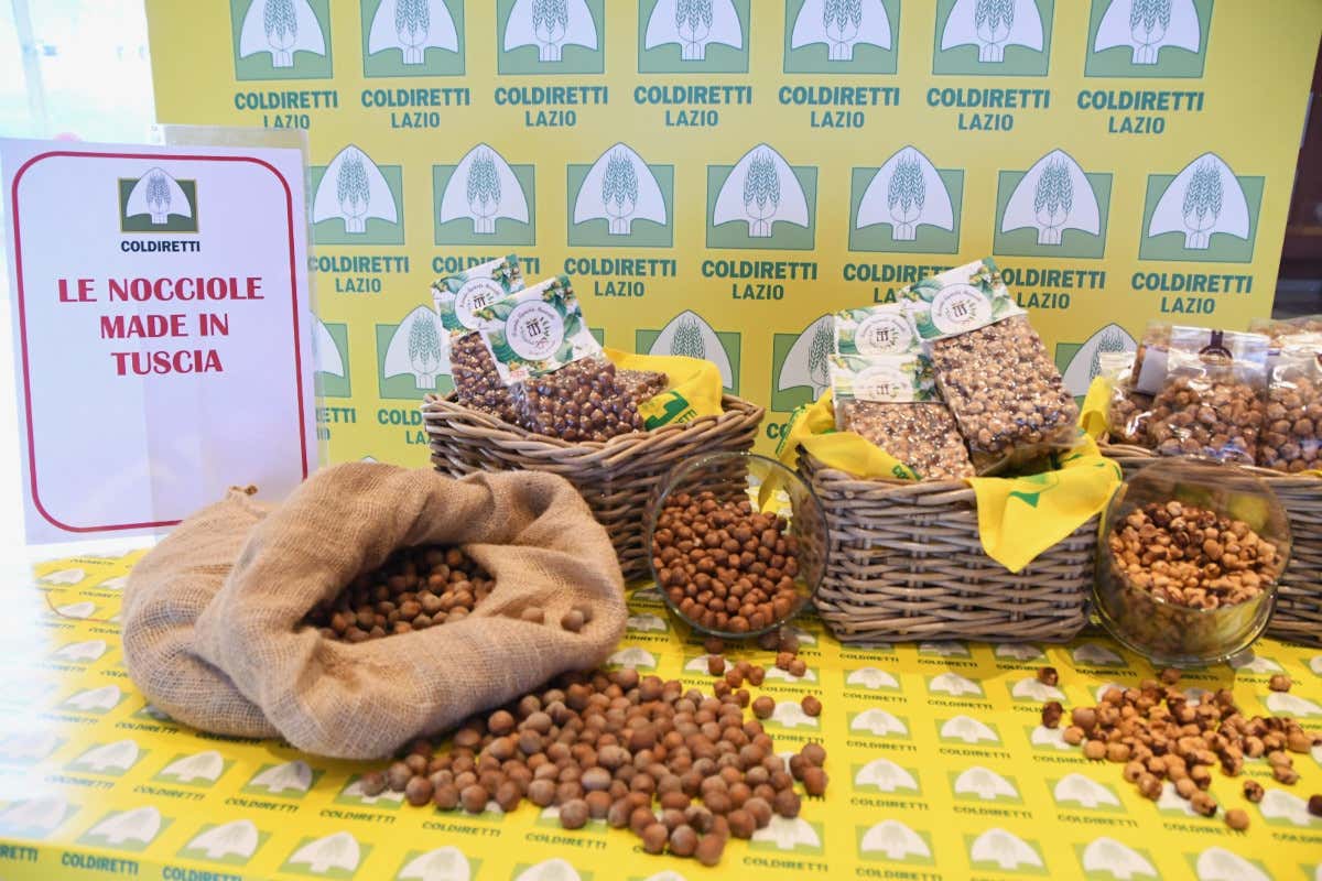 Evo sotto attacco: arrivati in Italia oltre 500 milioni di chili di olio straniero Evo sotto attacco: arrivati in Italia oltre 500 milioni di chili di olio straniero