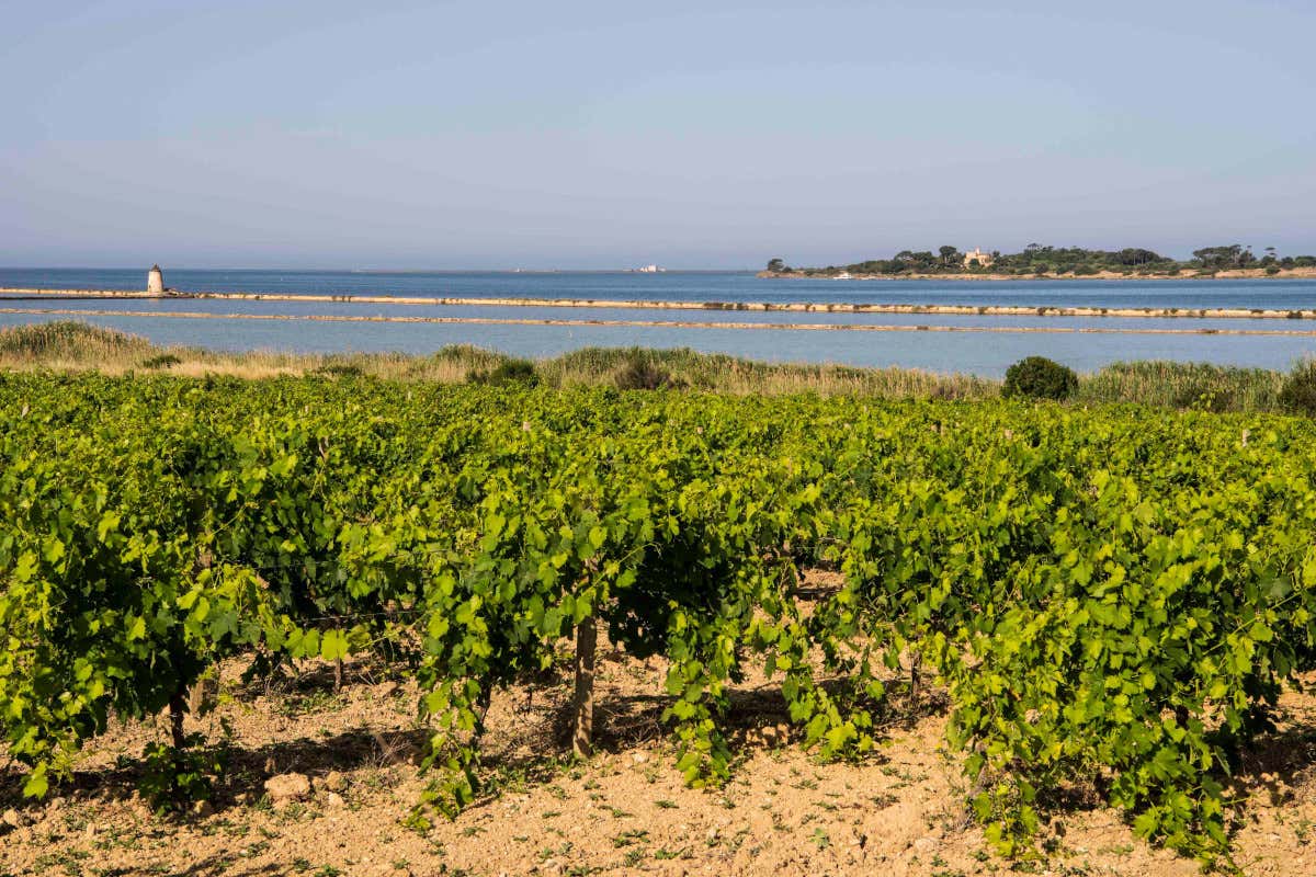 Doc Sicilia, il progetto che trasforma la crisi del consumo di vino in un’opportunità globale