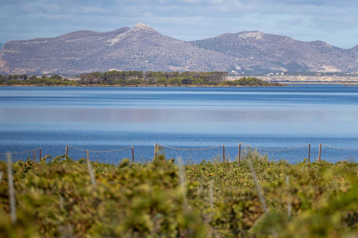 Quattro territori per rilanciare il Marsala: il Consorzio punta sulle Uga