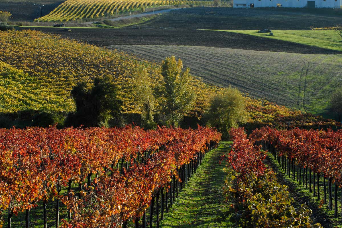 Enoturismo: in Campania un nuovo modello tra cultura, vino e accoglienza Enoturismo: in Campania un nuovo modello tra cultura, vino e accoglienza