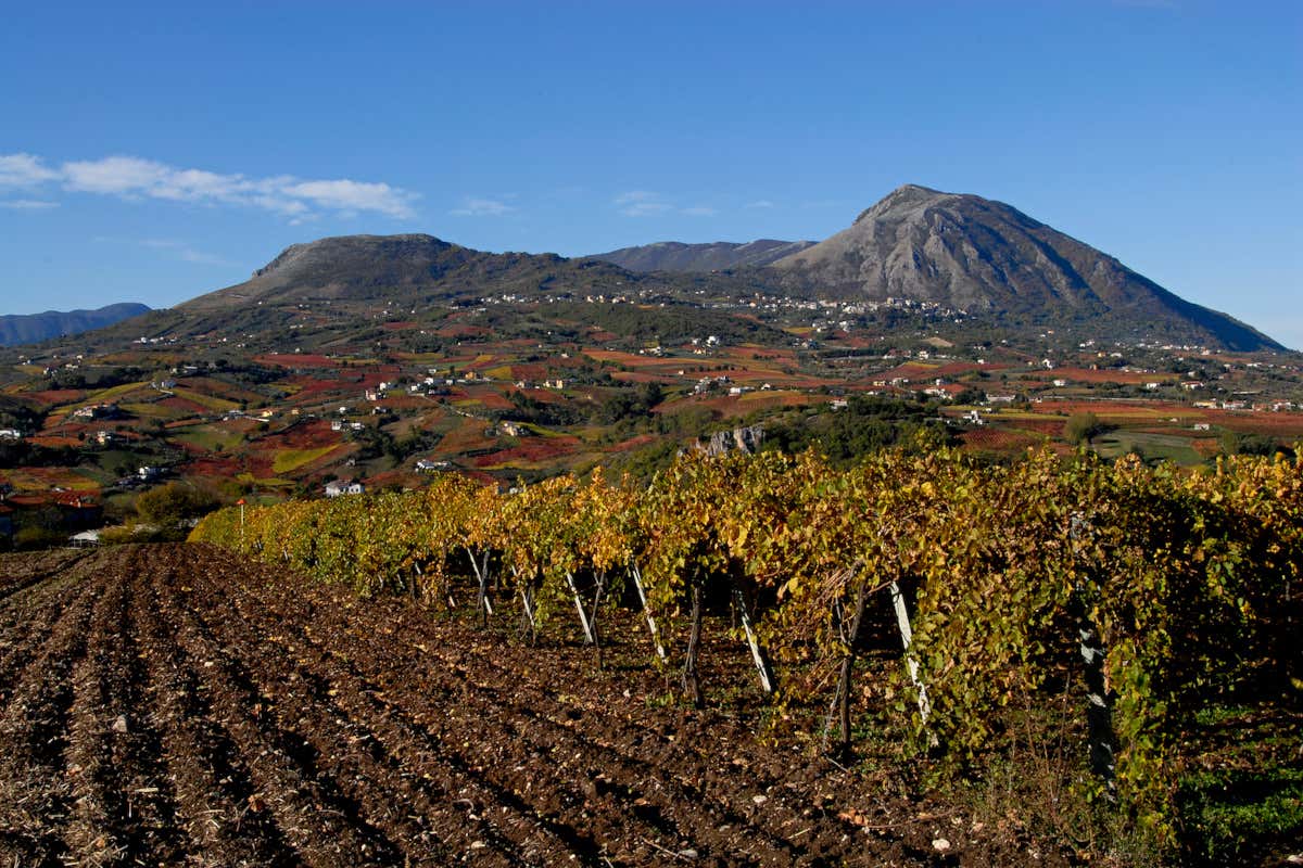 Enoturismo: in Campania un nuovo modello tra cultura, vino e accoglienza Enoturismo: in Campania un nuovo modello tra cultura, vino e accoglienza