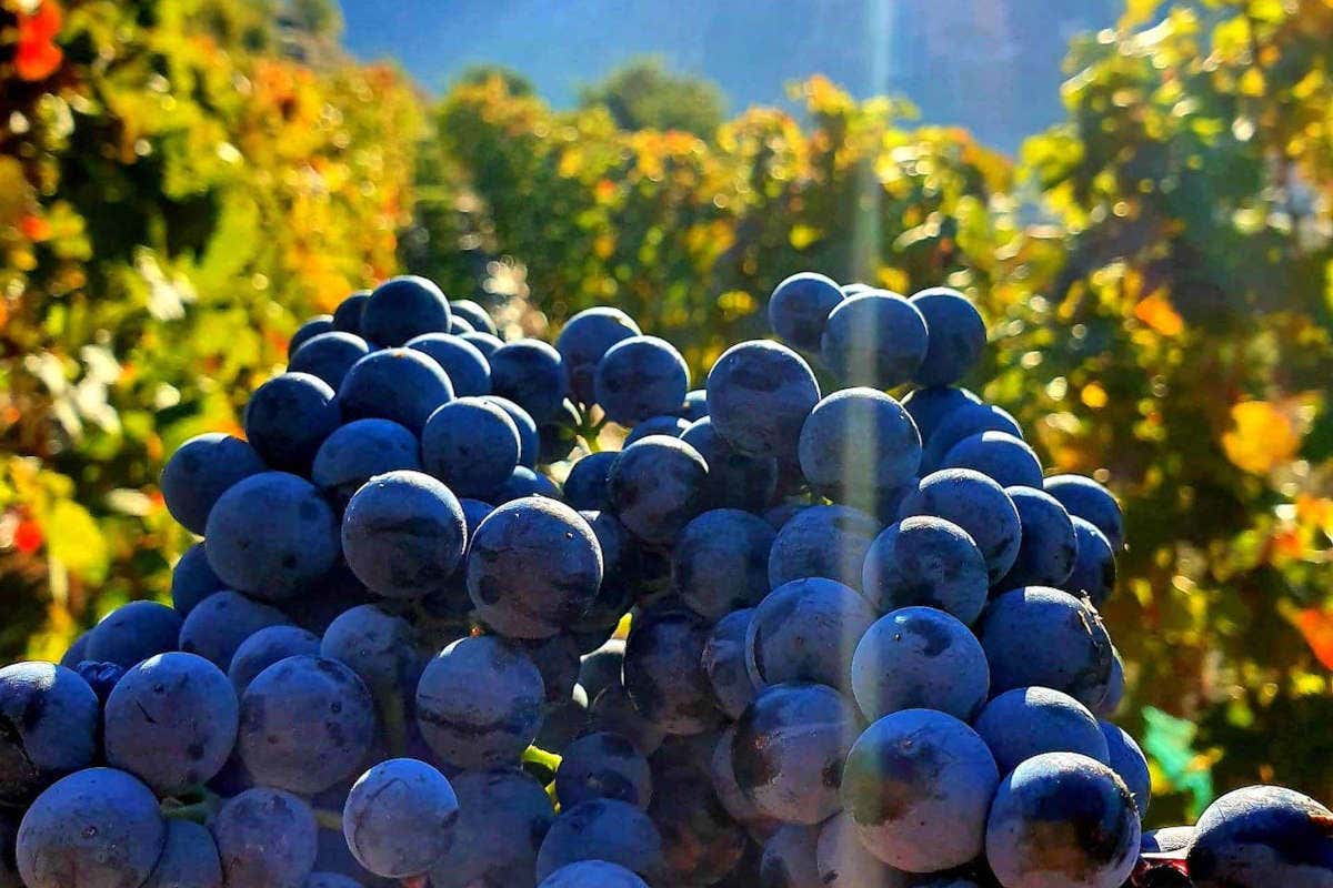 £$L'Italia del vino$£: tre Fumin per un assaggio di Val d'Aosta £$L'Italia del vino$£: tre Fumin per un assaggio di Val d'Aosta