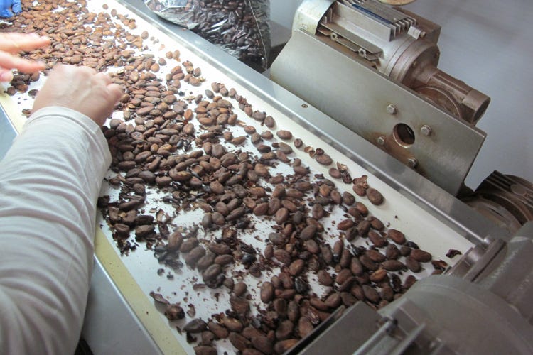 (Domori riscopre il cacao Criollo 185 ettari innestati in Venezuela)