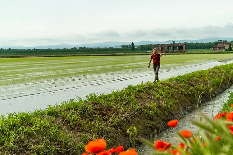 L&rsquo;azienda agricola seleziona solo le migliori sementi, certificate dall&rsquo;Ente Risi variet&agrave; 100% Carnaroli Isos il riso migliore d&rsquo;Italia a prova di alta gastronomia