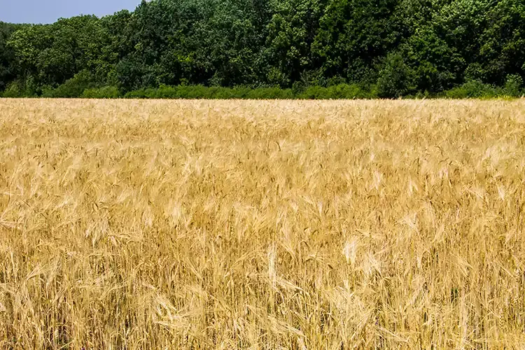 Stop al mais dall'Ungheria: una stalla su quattro &egrave; a rischio