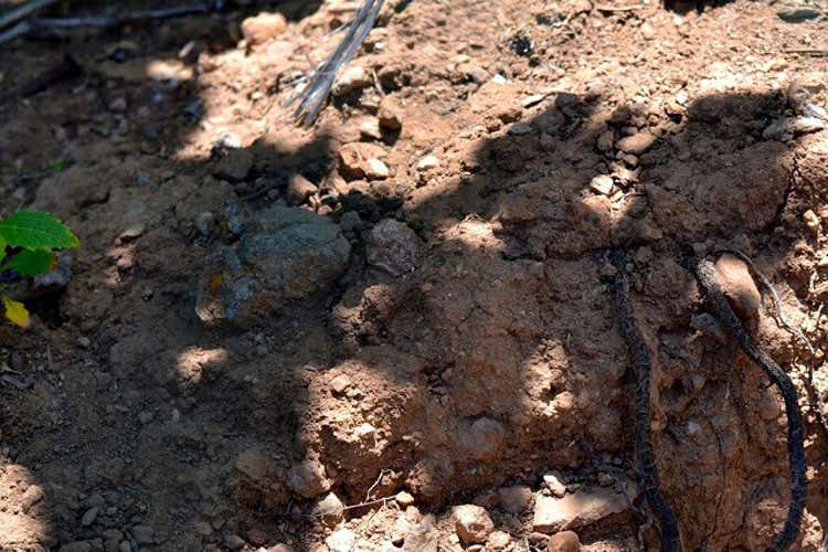 Alle Canarie sole, mare, ma non solo  Anche i vini si scoprono di qualit&agrave;