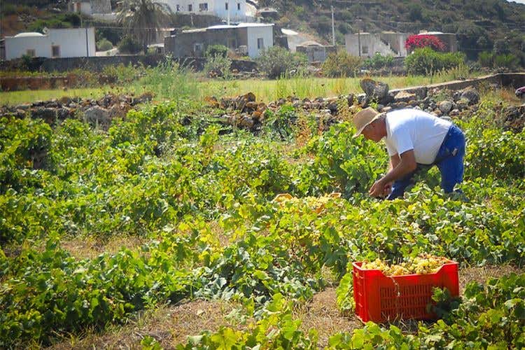 All’azienda Basile la Gran medaglia d’oro del Mondial des Vins Extrêmes