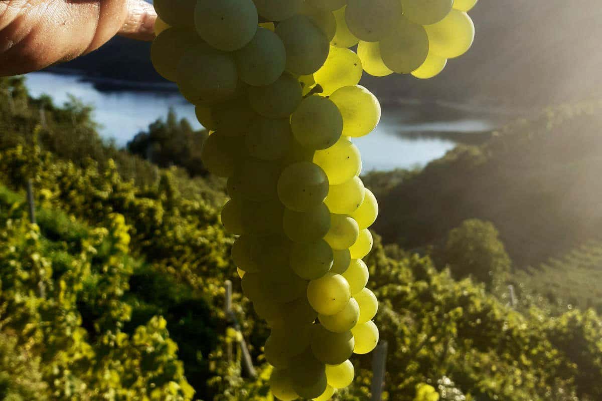 Lorenzo Zadra Cantina El Zeremia Grappolo Maor credit Marco Simonini Viaggio nel tempo alla riscoperta del Groppello bianco