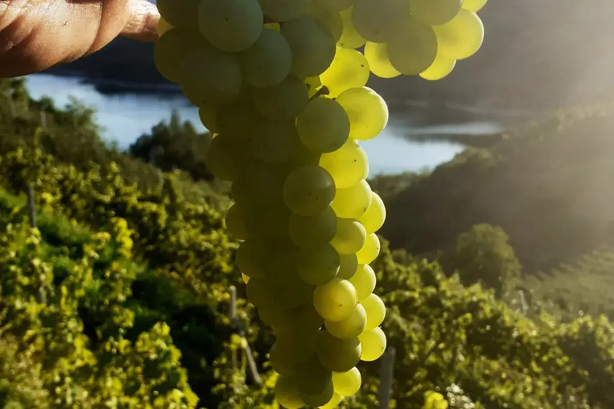 Lorenzo Zadra Cantina El Zeremia Grappolo Maor credit Marco Simonini Viaggio nel tempo alla riscoperta del Groppello bianco