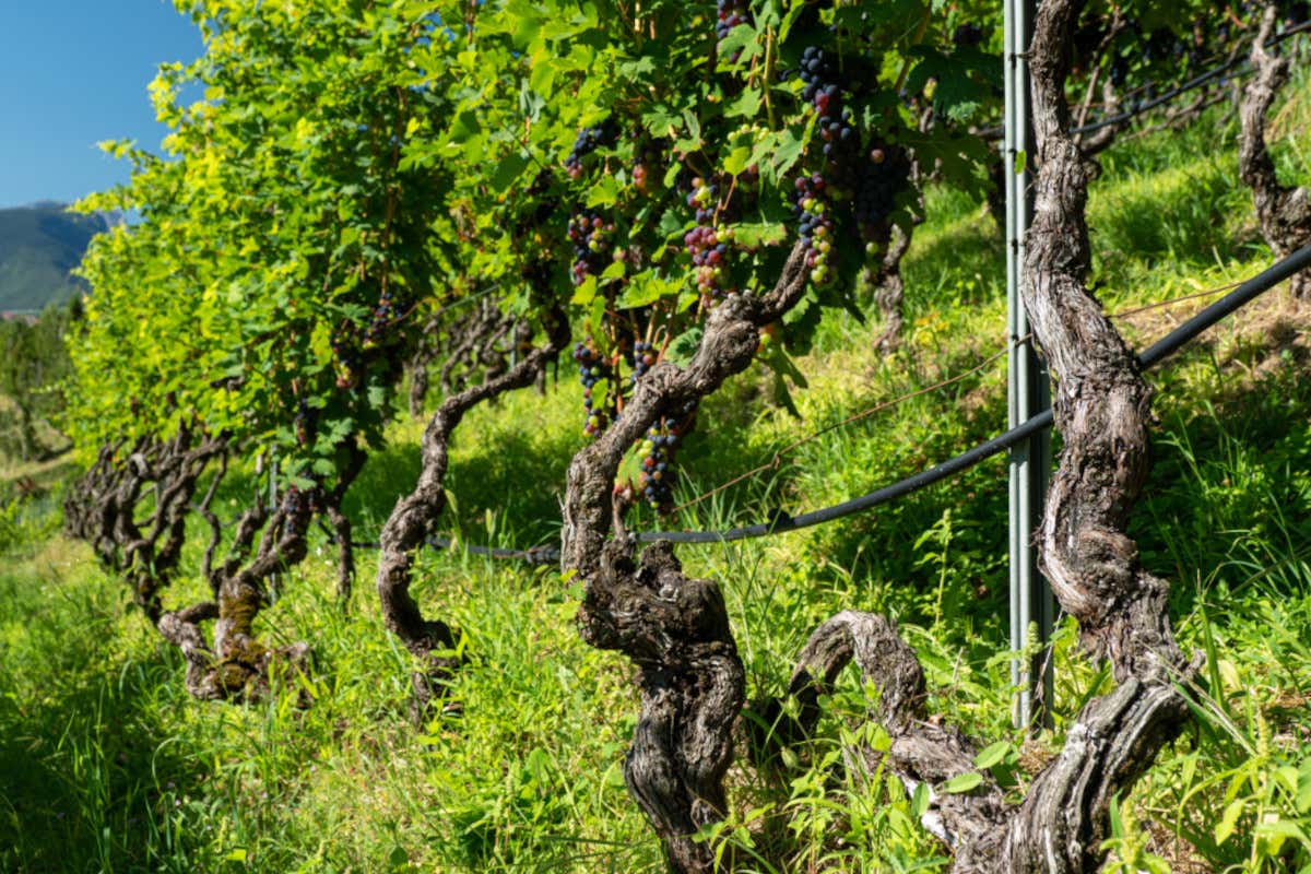 Lorenzo Zadra Cantina El Zeremia credit Marco Simonini Viaggio nel tempo alla riscoperta del Groppello bianco