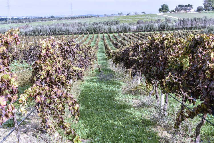 Cantina Marilina, nuovi vini frizzanti  prodotti col metodo ancestrale