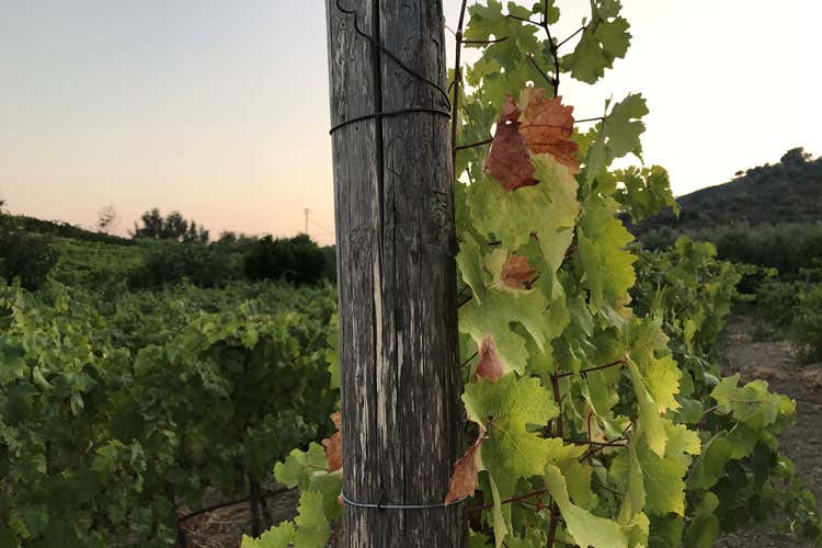 Cantina Sociale di Bova Vitigni autoctoni con vista Aspromonte