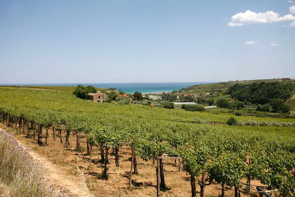 Il Ros&eacute; Brut di Cantina Tollo rallegra i brindisi nelle sere d&rsquo;estate