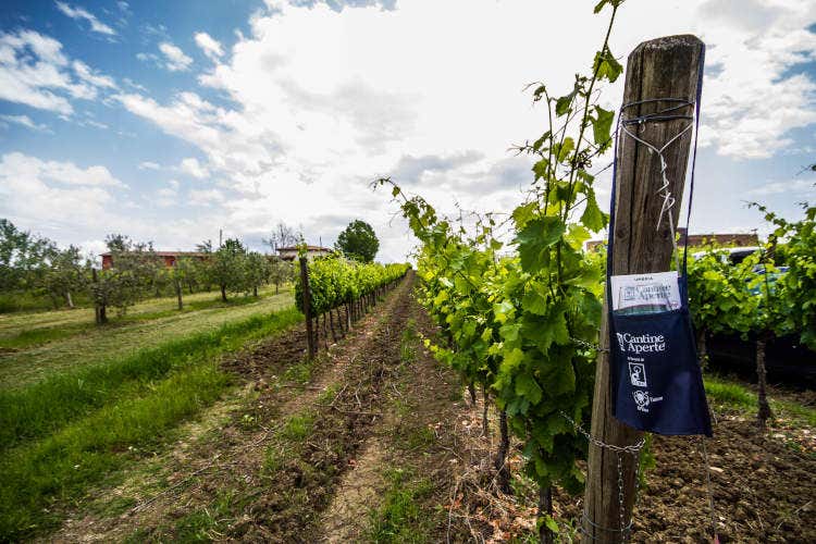 Cantine Aperte Insieme, la prima edizione social piace al pubblico, che brinda online - Le degustazioni di Cantine Aperte conquistano online i wine lovers Cantine Aperte Insieme, la prima edizione social piace al pubblico, che brinda online - Le degustazioni di Cantine Aperte conquistano online i wine lovers