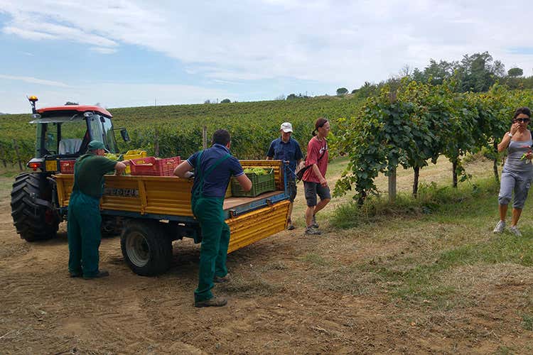 I produttori saranno a disposizione dei turisti (Cantine Aperte in Vendemmia Alla scoperta dell&rsquo;Italia del vino)