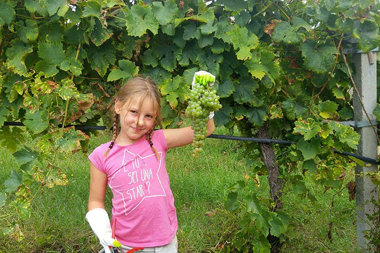 Occasione anche per i bambini di avvicinare l'arte della vendemmia (Cantine Aperte in Vendemmia Alla scoperta dell&rsquo;Italia del vino)