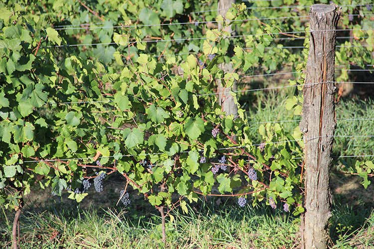 (Cantine Gori, esperienza di sensi tra cuore, eccellenza e tradizione)