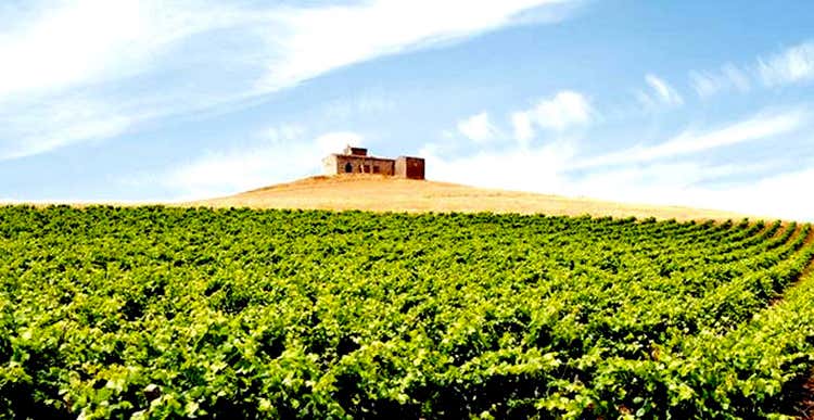 Vista sui vigneti di Cantine Vinci (Cantine Vinci, l'unione fa la forza 100 ettari di vigneti a Marsala)