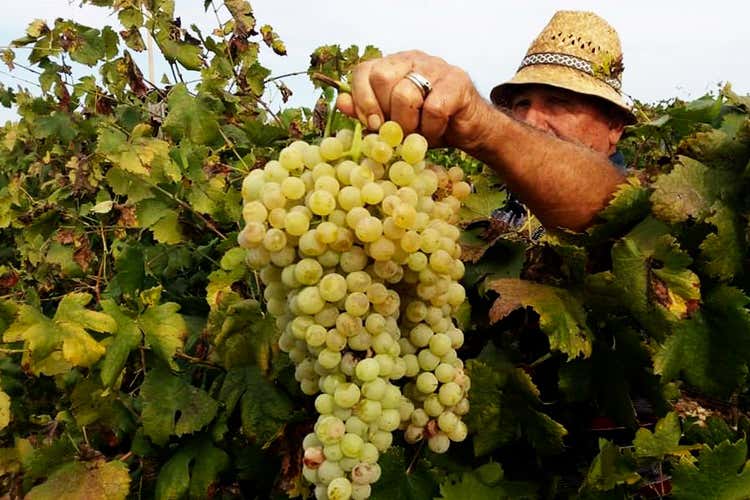 Grappolo di Zibibbo (Cantine Vinci, l'unione fa la forza 100 ettari di vigneti a Marsala)