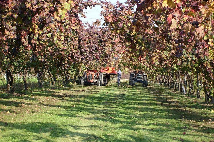 Cantine aperte in Vendemmia Degustazioni e visite in 14 regioni