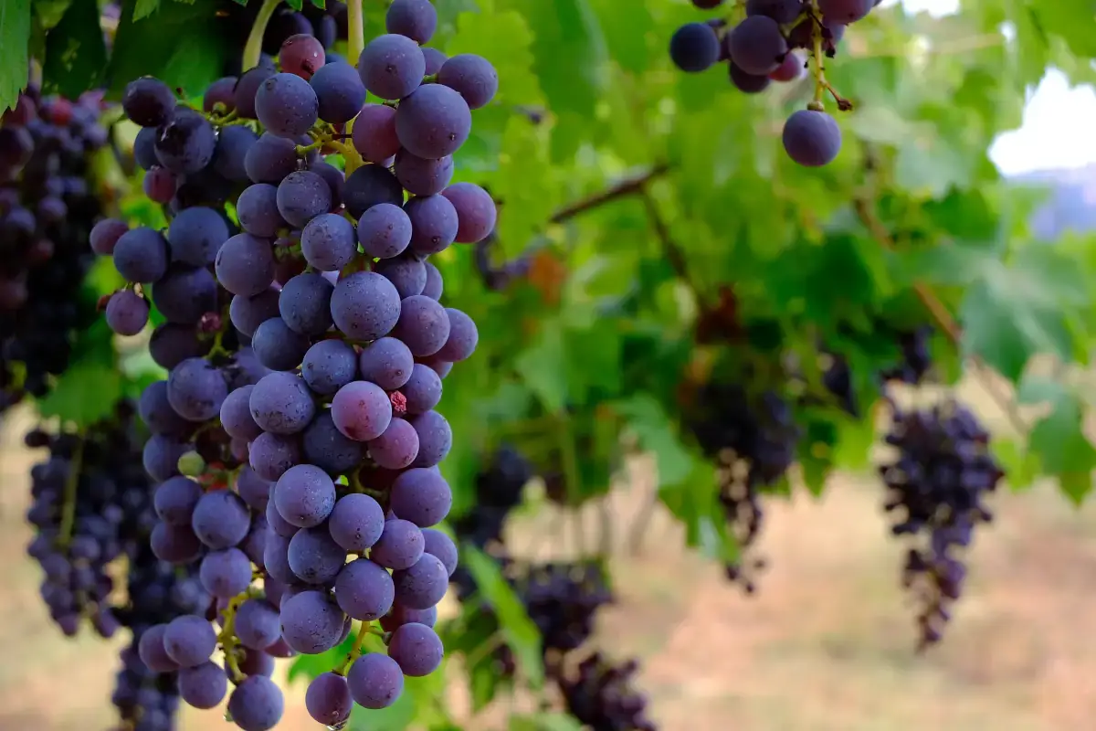 Cantine di Verona, anche Cantina di Custoza nel progetto per la sostenibilit&agrave;