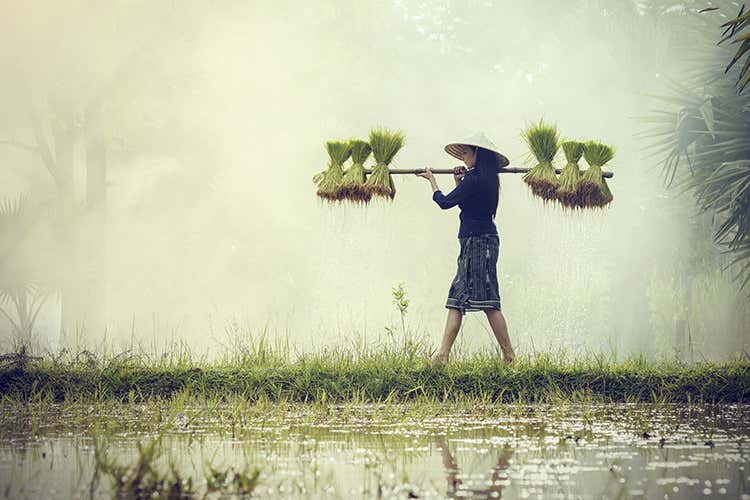 La produzione di riso in Cambogia, sotto accusa per violazione di diritti umani (Caporalato e import fuorilegge Osservatorio Agromafie: Pi&ugrave; tutele)