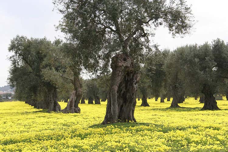 Gli uliveti sono un'altra risorsa (Cariati, tra vino e fede)