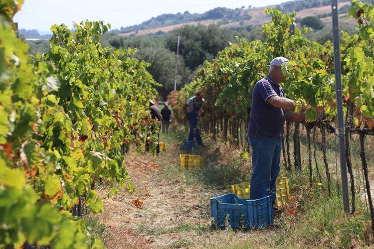 La viticoltura è una delle attività più praticate (Cariati, tra vino e fede)
