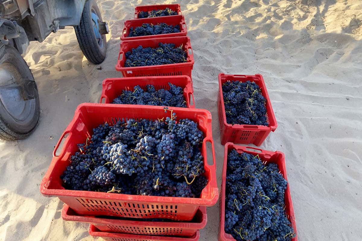 Meno etichette, più qualità: tutti i risultati della Guida ai Migliori Vini della Sardegna