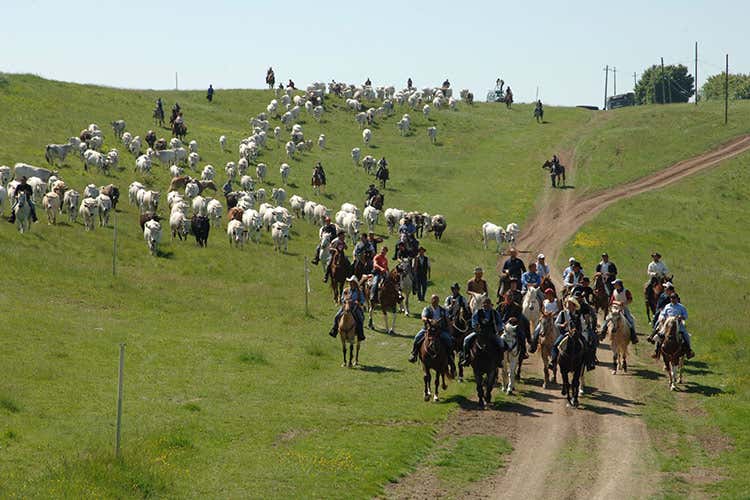 La transumanza di Carmelina Colantuono - Non solo enoturismo&hellip; I turisti 2.0 sognano l&rsquo;alpeggio