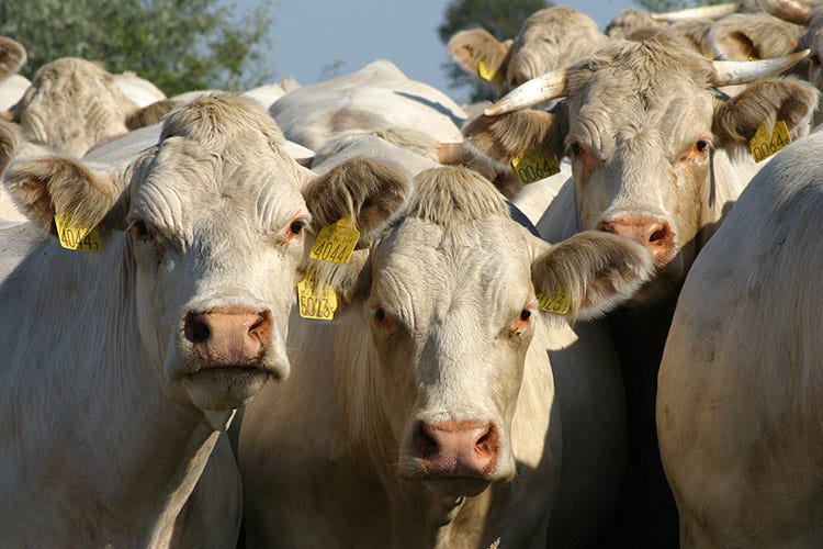 Carne bovina made in Italy 
Dopo 16 anni la Cina rimuove il bando