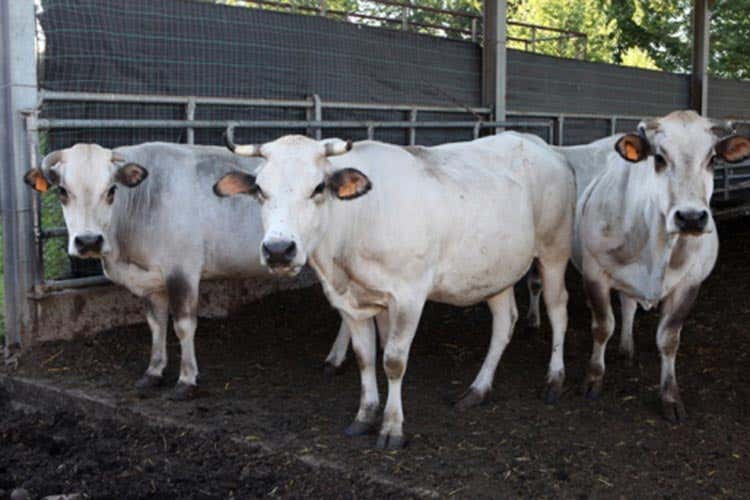 (Carne, -23% i consumi in dieci anni Moncalvo: «Rilanciare il Made in Italy») (Carne, -23% i consumi in dieci anni Moncalvo: «Rilanciare il Made in Italy»)