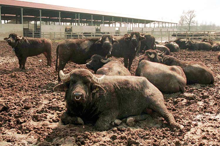 Carni e derivati infetti da brucellosi  Sequestro nel Casertano, 68 gli indagati