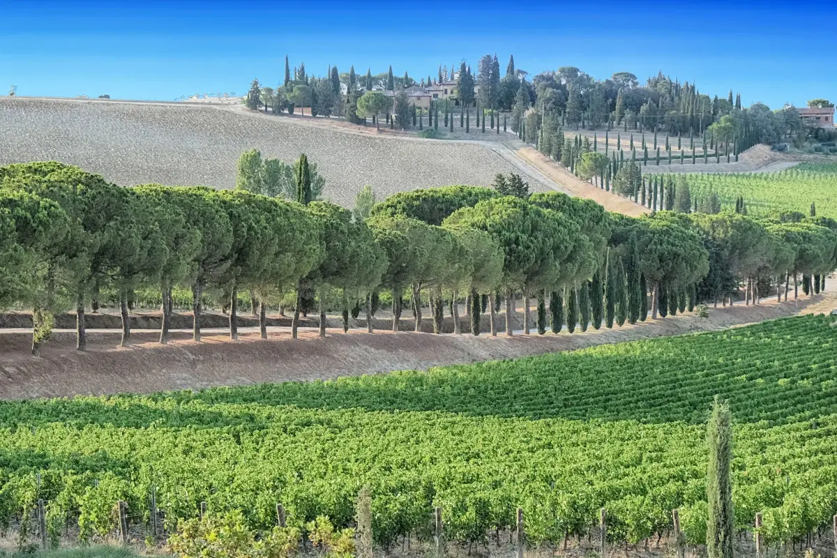 Il viale alberato tra i vigneti Carpineto Alla Tenuta del Vino Nobile di Carpineto i protagonisti sono street food e wine