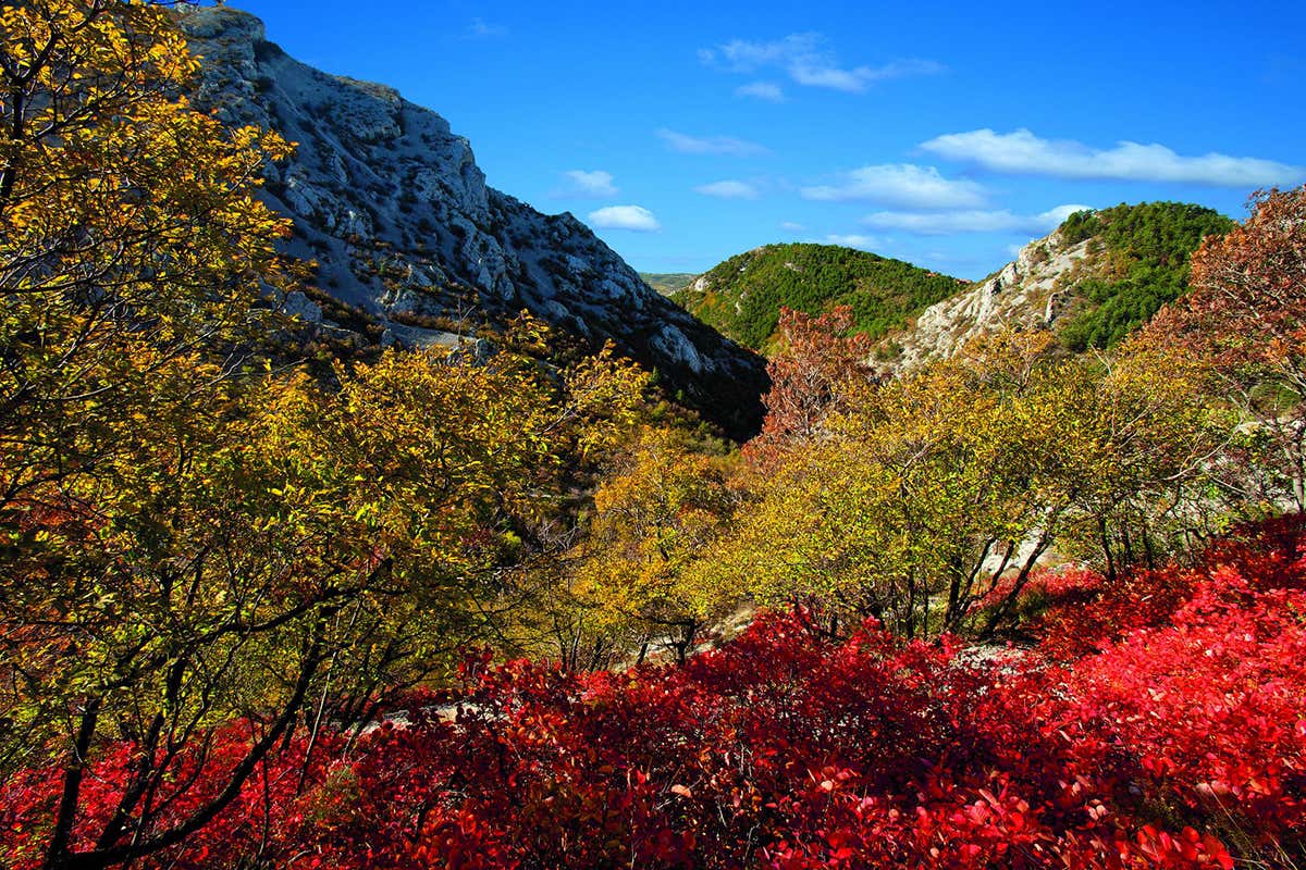 Un altopiano ricco di sorprese Autunno magico in camper: ecco gli itinerari più suggestivi tra foliage, vigneti e sagre