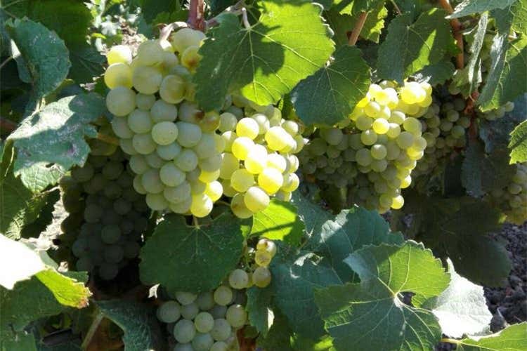 (Naturalmente bio Catarratto 2017 e Nero d’Avola 2016) (Naturalmente bio Catarratto 2017 e Nero d’Avola 2016)