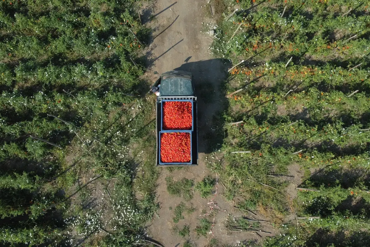 A Casa Marrazzo la festa per la raccolta del Pomodoro San Marzano Dop