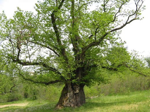 la Castagna granda