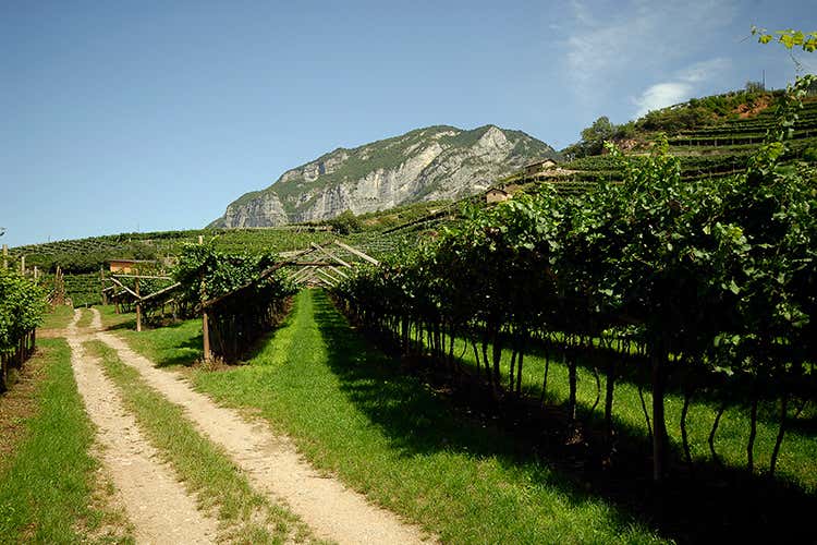 Vigneti - Castel Firmian, eccellenza trentina Vini ideali per la ristorazione