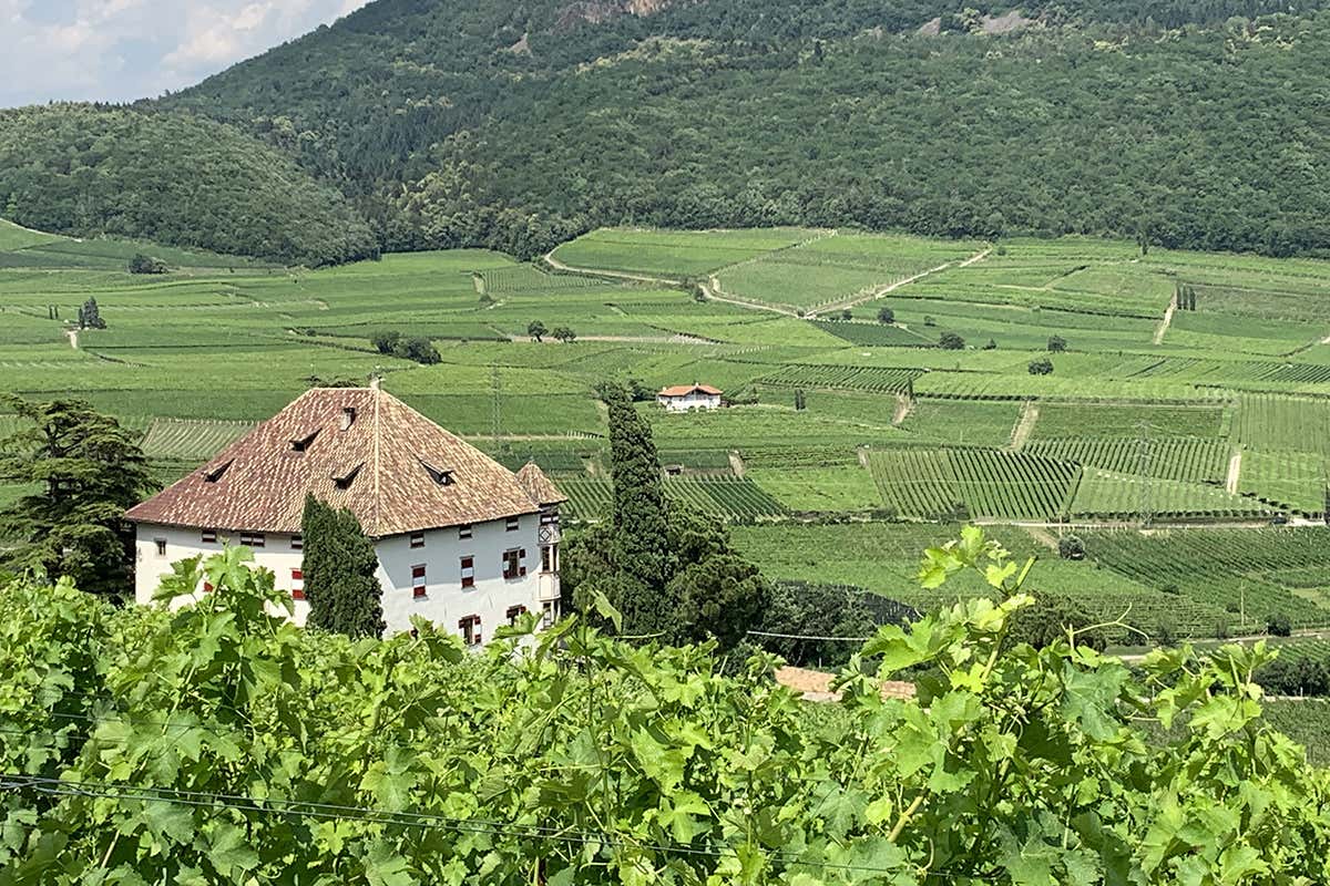 Castel Ringberg Elena Walch: la sostenibilità non si improvvisa Castel Ringberg Elena Walch: la sostenibilità non si improvvisa