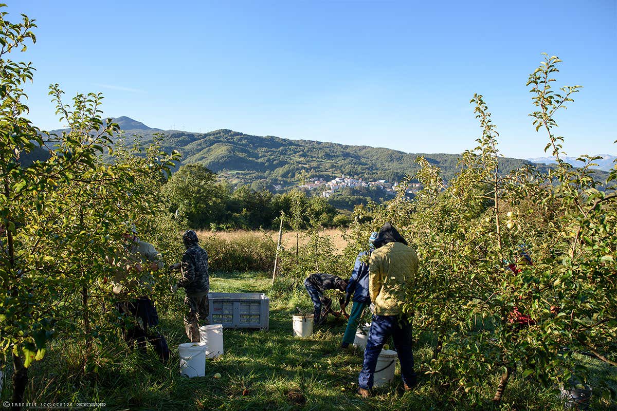 Le mele biologiche Melise dell'albergo diffuso Borgotufi