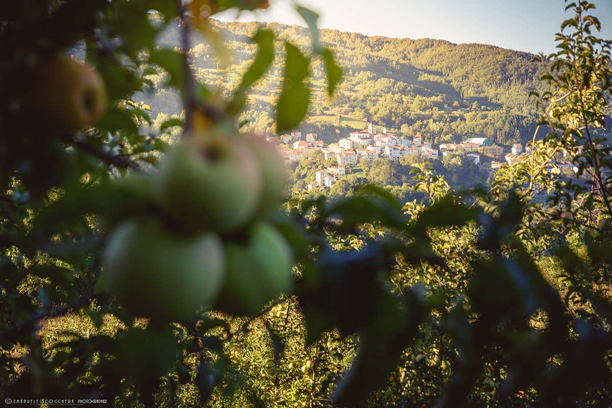 Castel del Giudice - Mele del meleto Melise. Foto: Emanuele Scocchera Cosa “cresce” al ristorante? I migliori locali italiani con l’orto