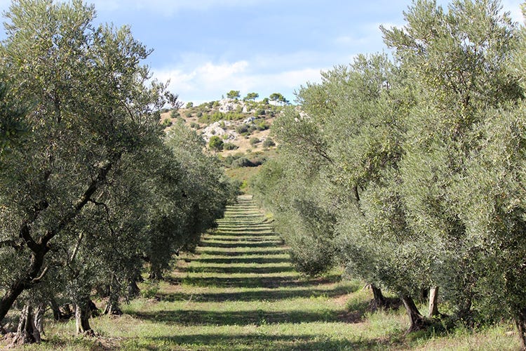 Oltre 100 ettari di ulivi per Castelas in Provenza (Castelas, l'olio evo di Saint-Remy nasce dal ritorno alle proprie radici)