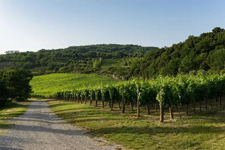 Nient&rsquo;altro che la naturale espressione della terra del Monte Amiata