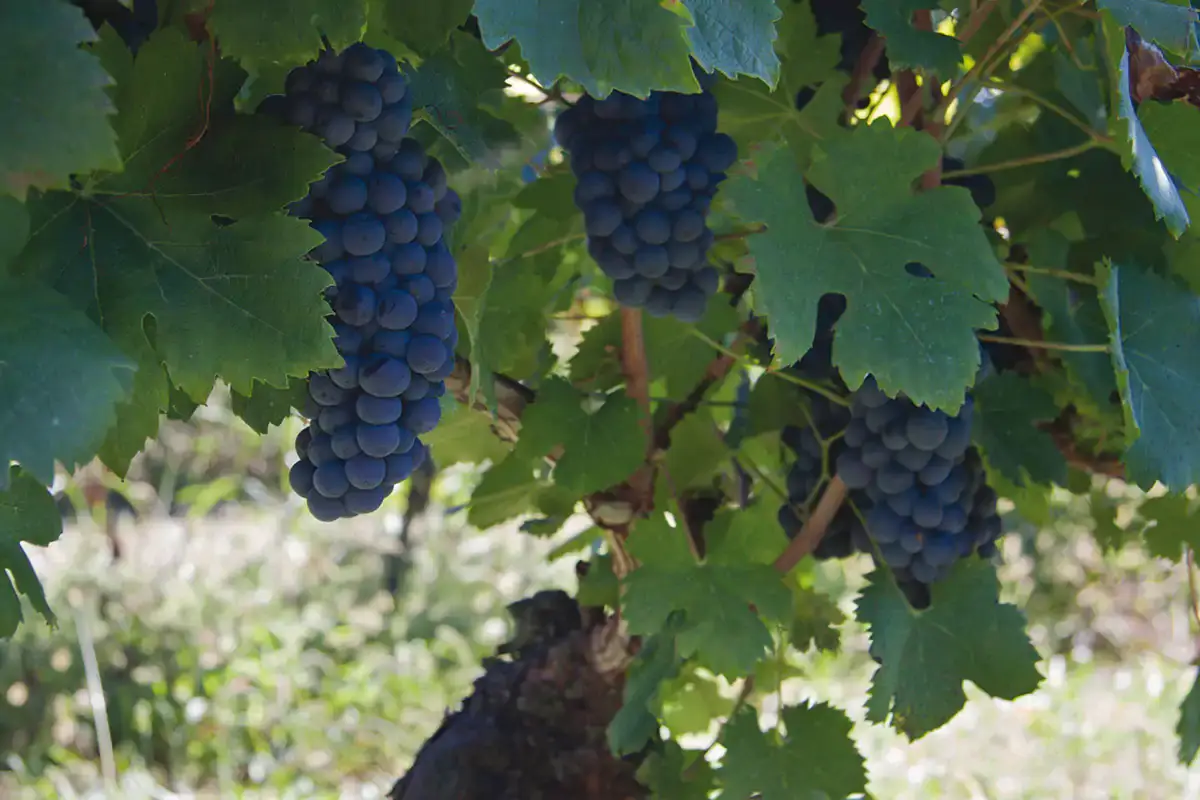 Chiaretto Cavaliere del Garda, vino intenso e di buona struttura